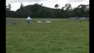 preview picture of video 'English National Sheepdog Trials 2007 - Stuart Wilkinson'