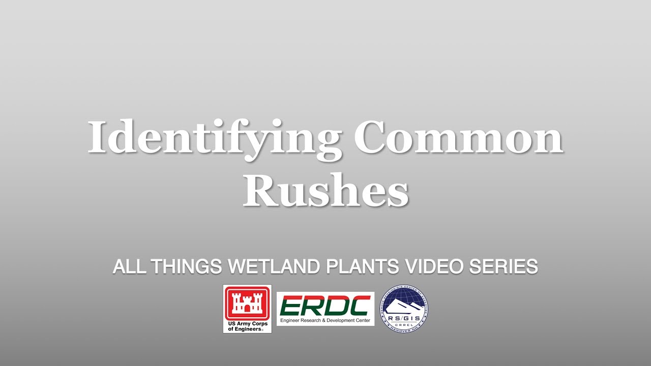 Identifying Common Rushes