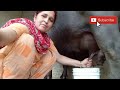 Rajastan Women Direct Drink Buffalo Milk Shorts Short Viral