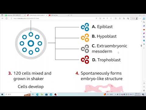 U& 영어뉴스: Scientists grow whole model of human embryo, without sperm or egg