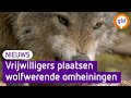 Vrijwilligers plaatsen wolfwerende hekken