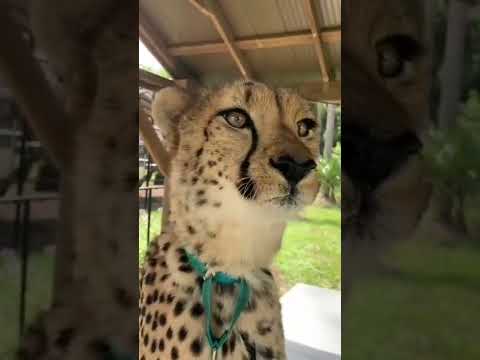 Cheetah purrs | Big cat ✨