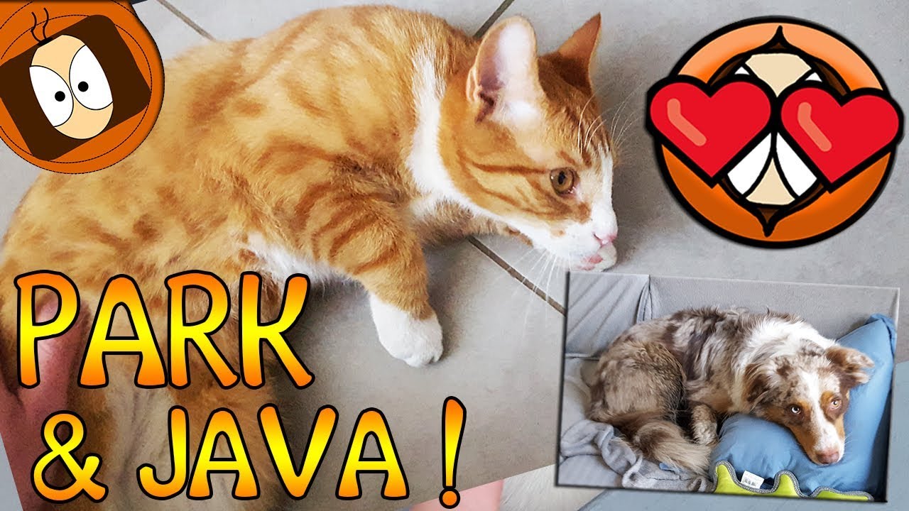 PARK & JAVA : ON PROFITE DU SOLEIL ( et du froid ) 🐾❤️!