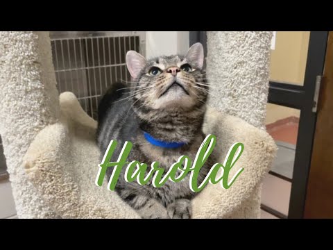 Meet Harold!