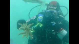 preview picture of video 'Esther NZ DIVE SCUBA PICTON 1 nine dives'