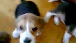 Beagle puppies funny video #1