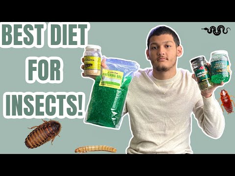 The Perfect Diet I Feed My Insects (Dubia Roaches, Crickets, Mealworms, & More)