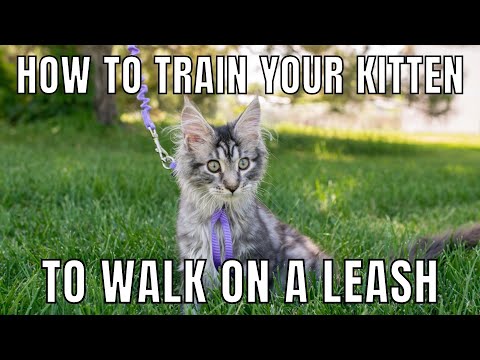 How to Train Your Kitten to Walk on a Leash | Leash-Training Tips
