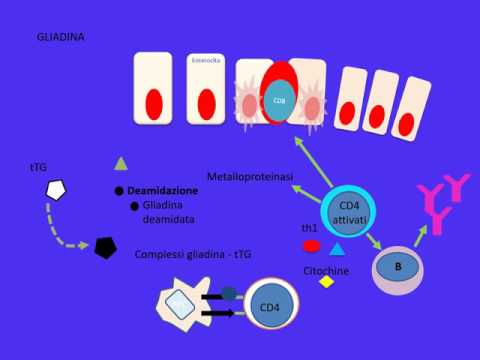 Come distruggere parassiti intracellulari Video un parassita in cavallette