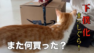 【🐈成長記録3〜4ヶ月】クリックする手が止まらない! //初めて経験する予防接種後の副反応