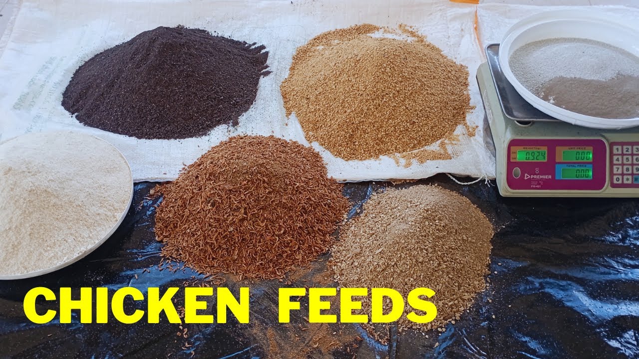 How I Made My Own Chicken Feeds — Feed Formulation