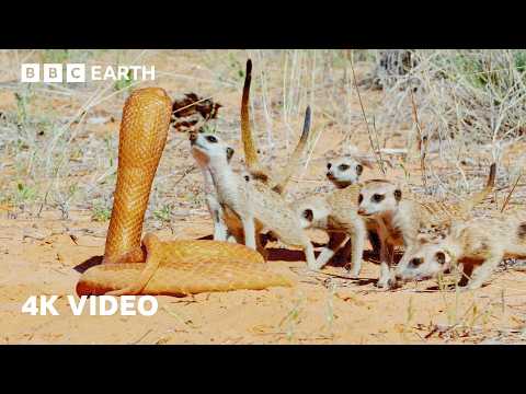 Meerkats vs Fake "Spy" Cobra | 4K UHD | BBC Earth