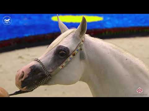 N 150 GENTELMAN   Dubai Arabian Horse Show 2020   Stallions 7 9 Years Old Class 13