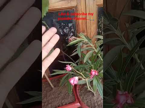 like & subscribe my youtube channel. .....🙏#plants #plantlover #viral #viralshort #flowers