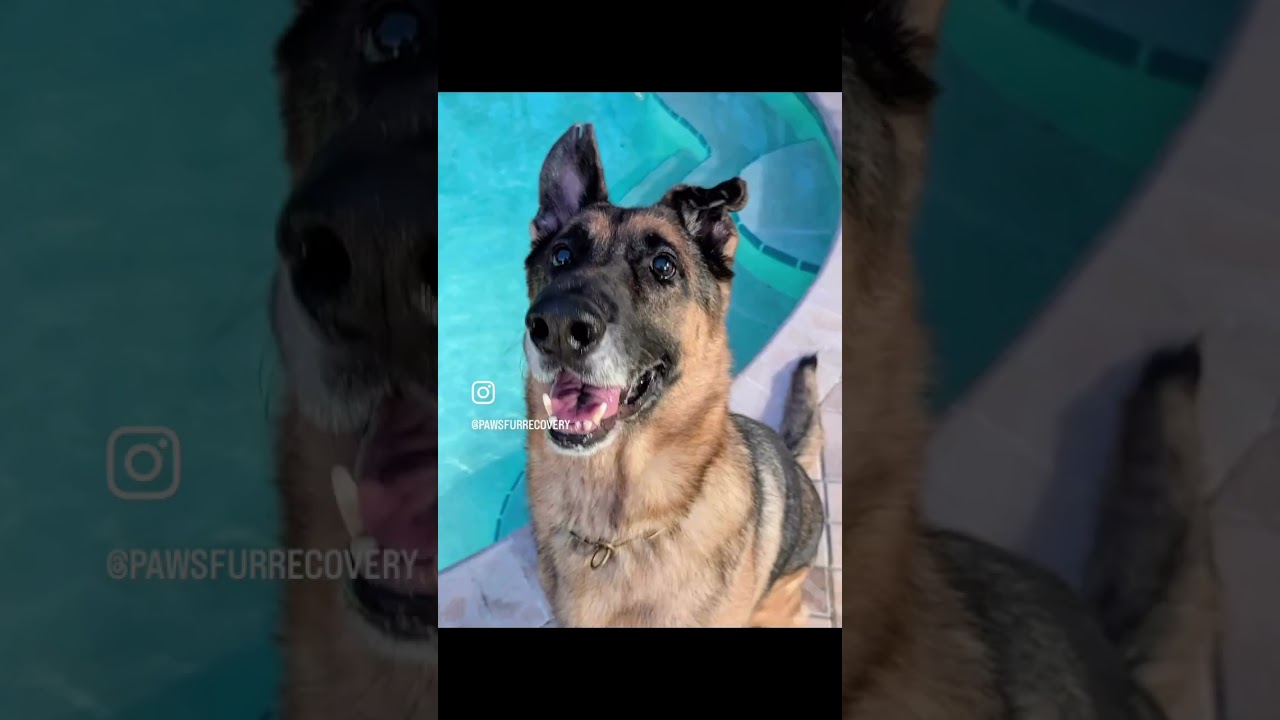 Enlarge TRIGGER (497), a Adoptable mixed breed in Indiantown, FL video 2/6