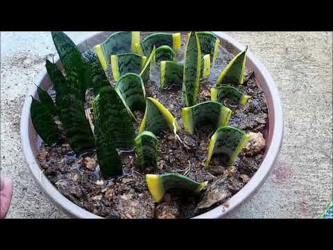 Snake Plant Propagation in Water and Soil by Leaf Cuttings (Sansevieria)