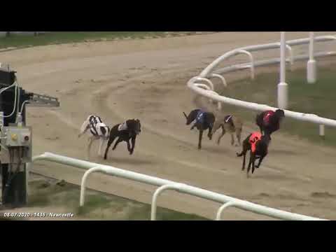 ALNWICK ALFIE Trap 5 wins A4 Newcastle 8th June 2020