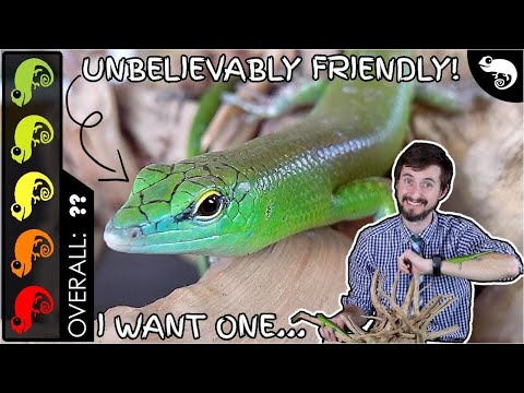 Emerald (Green) Tree Skink, The Best Pet Lizard?