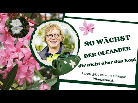 Pruning oleander: Tip from the plant doctor