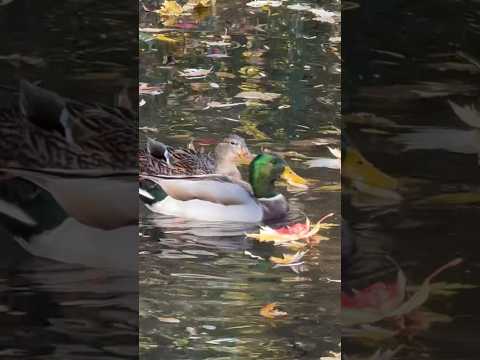 野鳥への餌やりはいつやめるべきですか?春のお手入れ方法は？  庭園