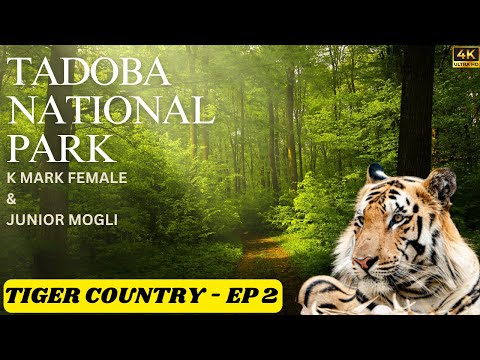 Tadoba Jungle Safari | Tadoba Tiger Reserve | Tadoba Safari | Keslaghat Gate | Tiger Country EP - 2