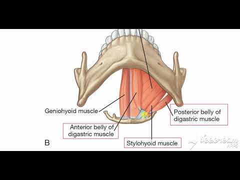submental triangle 2