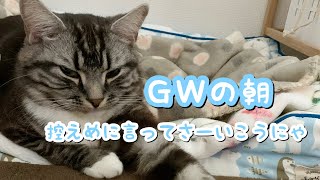 GW中の猫様との朝は控えめに言って最高でした 足長マンチカン まる Munchkin cat