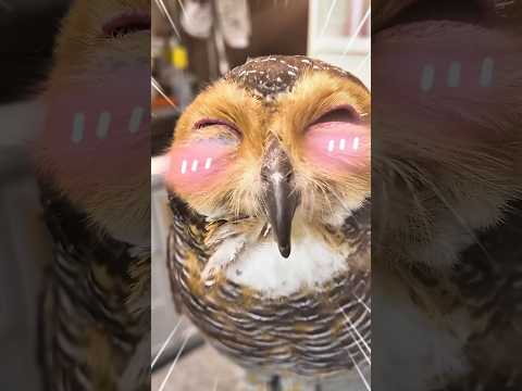 Gambar Spesial bersama Bibib!🎨🦉 #owl #cute #funny #animals #pets #cat