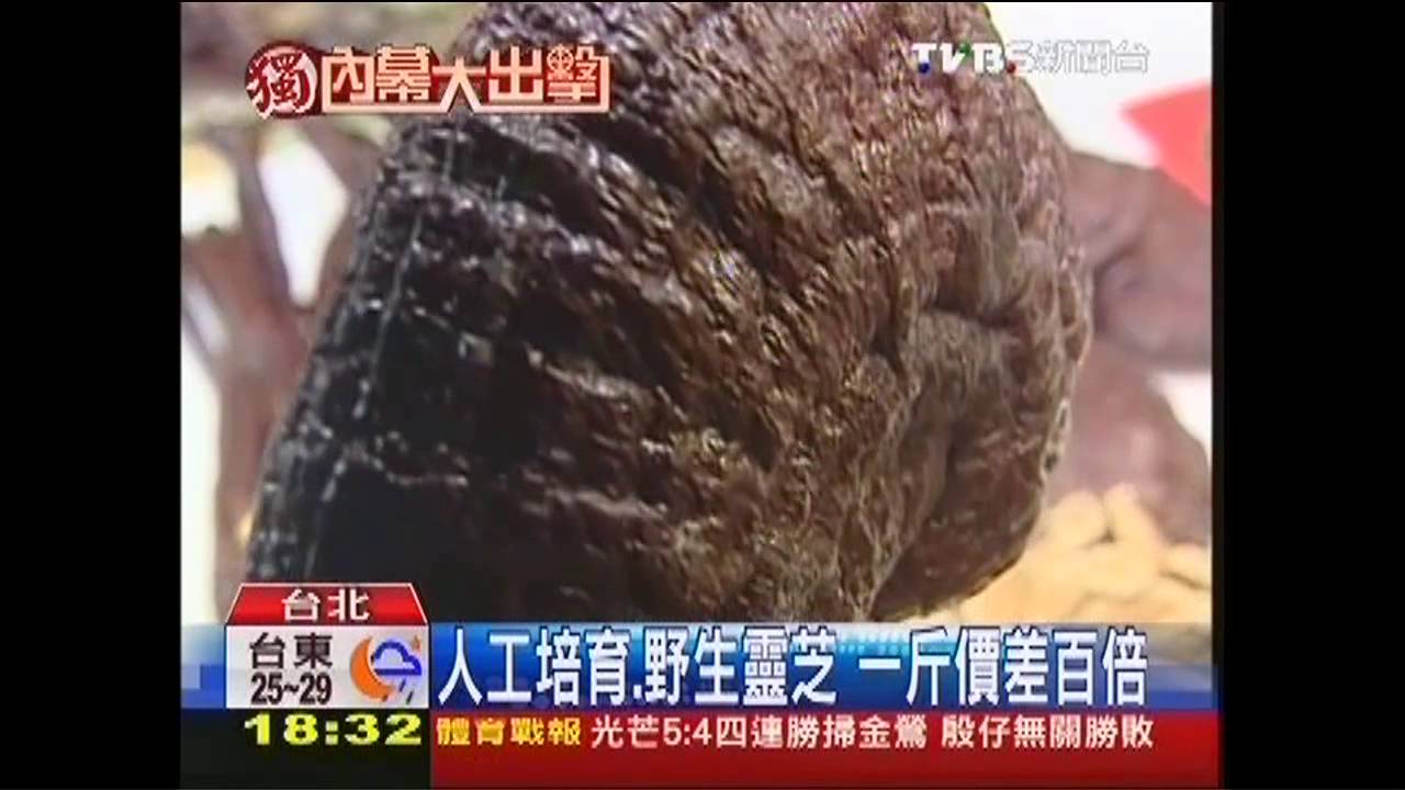 〈獨家〉都是「菇」！　專家：靈芝、松茸、松露成分相近