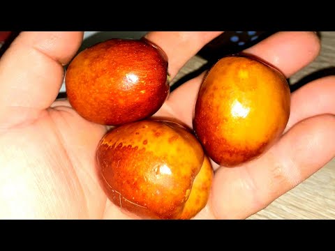 ⁉️ Danas pričamo o Žižuli (lat. Zizyphus jujube)🌞 Vol.2023.🌞