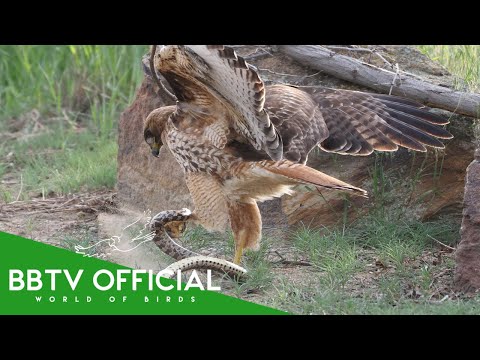 THE RED-TAILED HAWK: The Sky Assassin That Hunts Snakes - Battles vs Eagles | BBTV Official