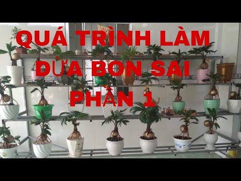 Chia sẽ kinh nghiệm làm dừa bon sai cho anh em mới tập chơi. 0939800910 kiệt