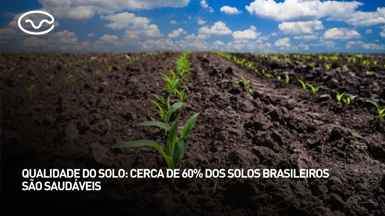 Qualidade do solo: cerca de 60% dos solos brasileiros são saudáveis