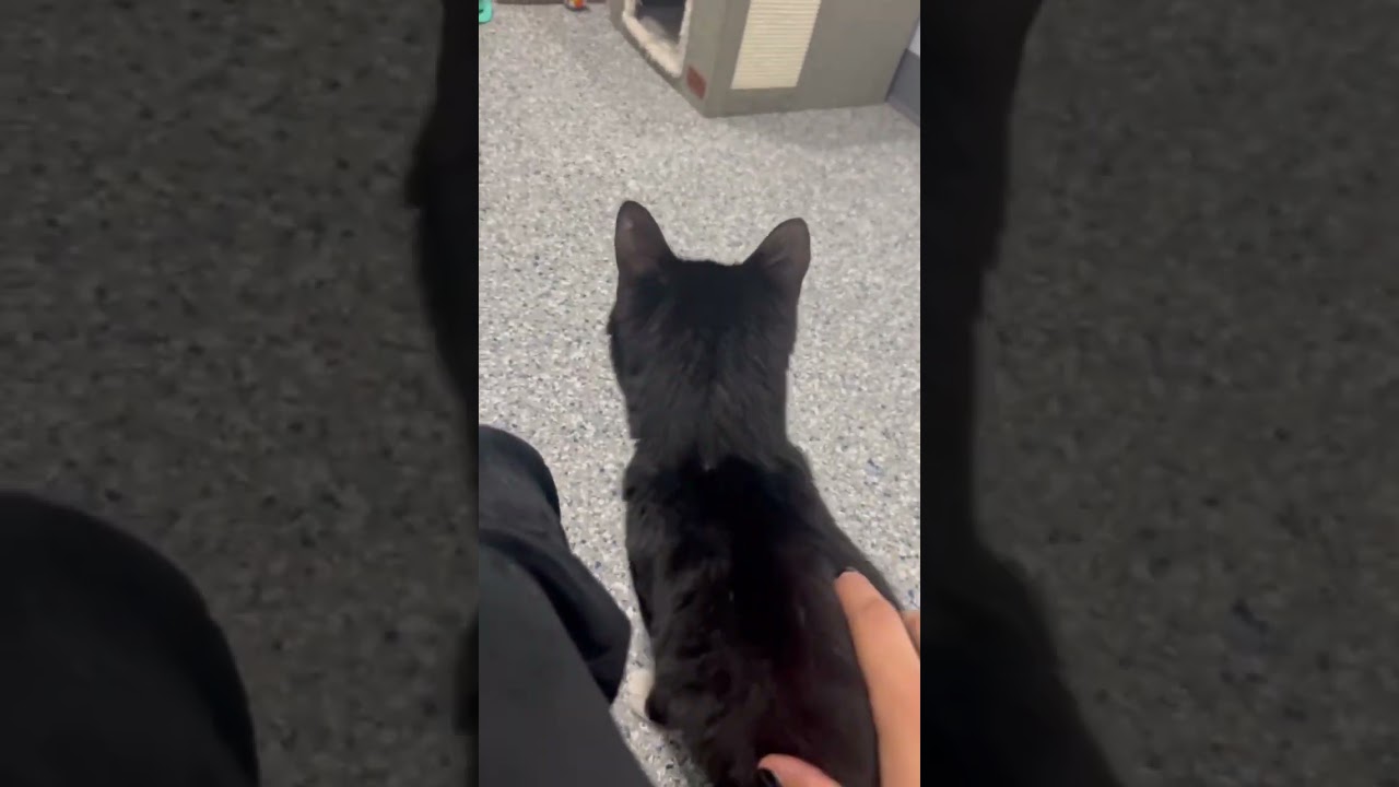 Enlarge Whiskers, a ADOPTABLE American Shorthair in Danbury, CT video 4/4