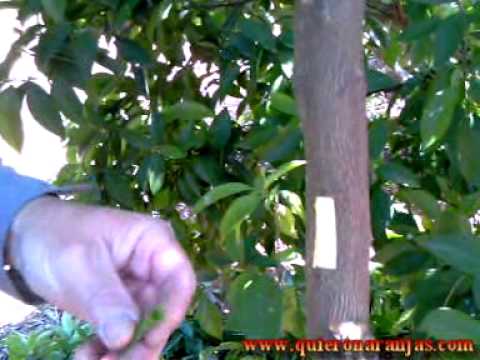 Injerto en Naranjos.mpg