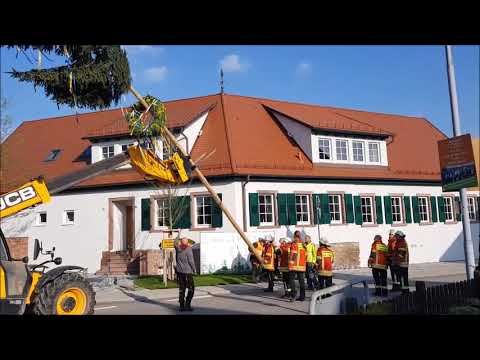 Maibaum 2019