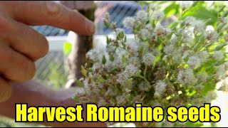How To Save Your Romaine Lettuce Seeds.
