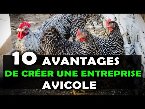 , title : 'Voici 10 raisons pour lesquelles investir dans l'élevage de poulet est très rentable en Afrique'