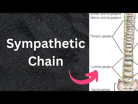 Sympathetic chain | In TWO Minutes