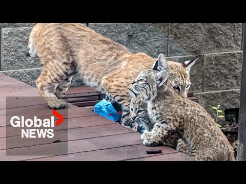 "It latched on": Calgary woman injured after surprise bobcat attack