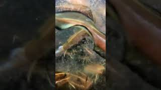 オキアミに群がったアレ【水中カメラ】 #fishing