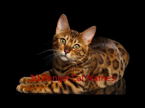 30 Bengal cat names and lots of fantastic Bengal cat photos!