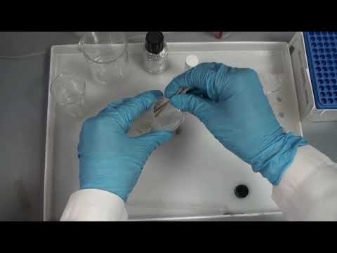 Sample Preparation for Electron Microscopy