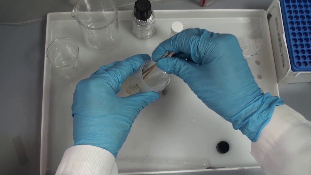 Sample Preparation for Electron Microscopy
