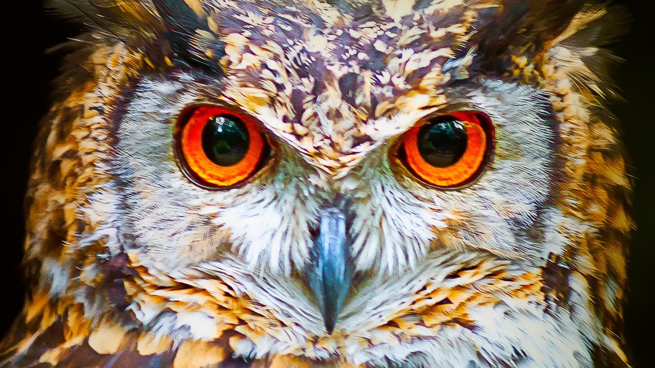 A BIZARRA biologia da CORUJA