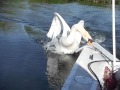 Austin, Texas,  Lady Bird Lake Swan attacks rowing coaches launch