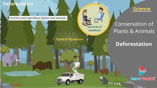 Conservation of Plants and Animals for Class 8 Science - Deforestation