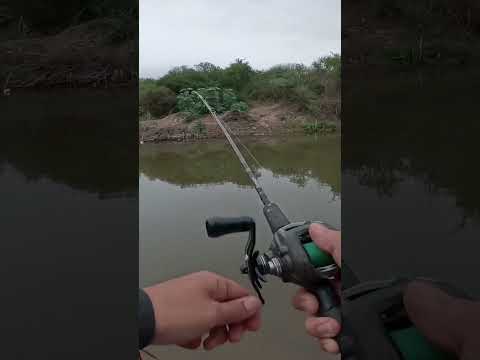 El pique 🎣 arranco tarde, Canal de los Puestos #pesca #fishing #argentina #tucuman #fish