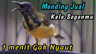Download lagu SOGON TROTOLAN NGERIWIK NEMBAK SANGAT JITU UNTUK PENGGACOR SEMUA SOGON‼️HITUNGAN DETIK IKUT GACOR mp3