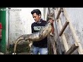 KOMODO LIZARD RESCUE SUPER BIG